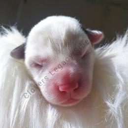 Snoopy - Siberian Husky puppy in Dunnellon, Florida from Clover's Legacy Siberians