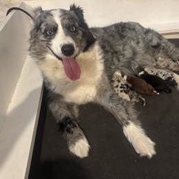 Miniature Australian Shepherd puppies from Fairfax Aussies