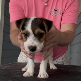 Girl 1 - female Jack Russell Terrier puppy in Robstown, Texas from Smokin Pistol Jack Russell Terriers