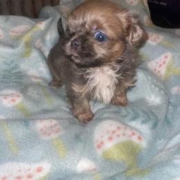 Duke - Chocolate male Shih Tzu puppy in Pleasant Shade, Tennessee from Kuntry Tyme Shih Tzu
