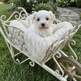 Mila - White female Havanese puppy in Charlotte, North Carolina from Butterfly Havanese