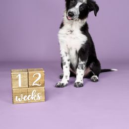 Border Collie Puppies from Bond Border Collies