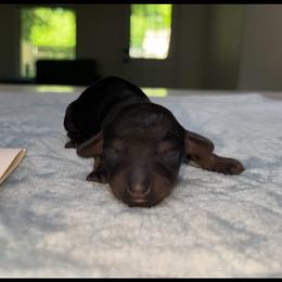 Boy 3 - Red male Dachshund puppy in Pilot Point, Texas from Diamond B Doxies