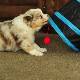 Australian Shepherd Puppies from Elk Ridge Aussies