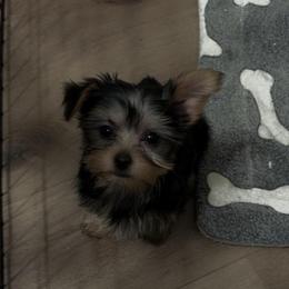 Boy 2 - Black and gold male Yorkshire Terrier puppy in Chino Hills, California from Chino Hills Yorkies