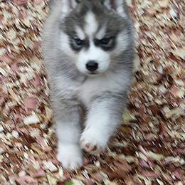 Siberian Husky Puppies from Xk siberians