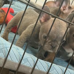 Lilac girl 2 - Blue female French Bulldog puppy in Pennsylvania from R & C French Bulldogs