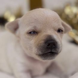 Blossom - Cream and white female Chihuahua puppy in Palm Coast, Florida from Fiesta Pups