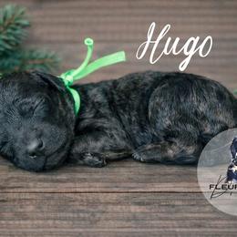 Hugo - Wheaten male Whoodle puppy in Knoxville, Tennessee from Fleury Farm Doodles TN