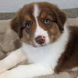 Carnation - red tri female - Red tri-color female Australian Shepherd puppy in Texas from Wray Aussies