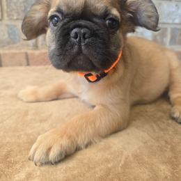 Dumpling - Fawn male French Bulldog puppy in West Haven, Utah from Doxie Trails LLC