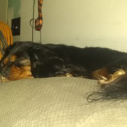 Chassis - Cavalier King Charles Spaniel