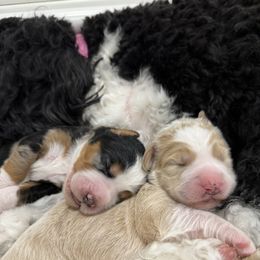 Aussiedoodle Puppies from Southwest Florida Doodles