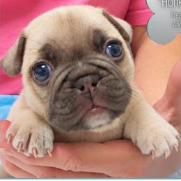 Honey Bun - Fawn male French Bulldog puppy in Elberton, Georgia from Ioney's Southern Paws Shelties, Frenchies, and Yorkies