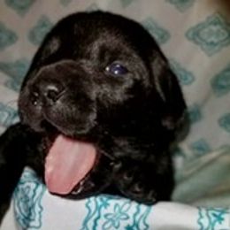 Labrador Retriever Puppies from Hunter’s Moon Labradors