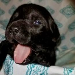 Labrador Retriever Puppies from Hunter’s Moon Labradors