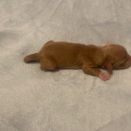 Dachshund Puppies from Dachsunds of Denver