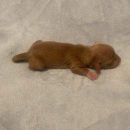 Dachshund Puppies from Dachsunds of Denver