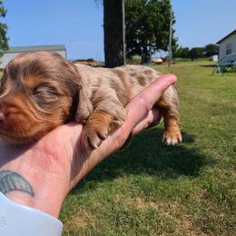 Bella - Dapple female Dachshund puppy in Stillwater, Oklahoma from Shade Tree Dachshunds