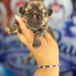 CKC Chip - Chocolate and tan male Shih Tzu puppy in Roseville, Michigan from Diamond Paws LLC