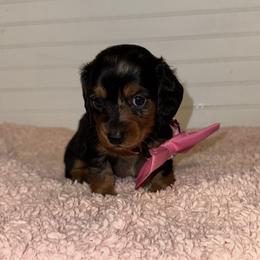 Dachshund Puppies from Wiggle Weens