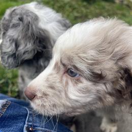 Aussiedoodle, Australian Shepherd, and Poodle Puppies from Love my doodles/ Aussiedoodle love
