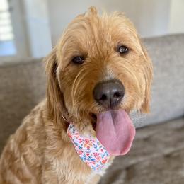 Penny - Goldendoodle