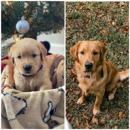 Golden Retriever Puppies from Star City Goldens