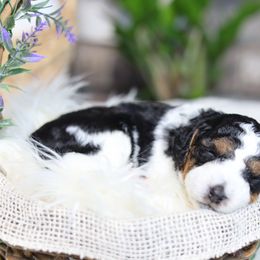 Aussiedoodle Puppies from Crystal Ridge Doodles