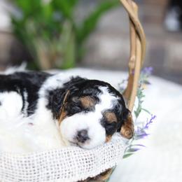 Aussiedoodle Puppies from Crystal Ridge Doodles