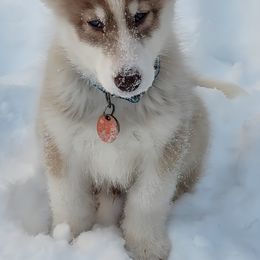 Native American Indian Dog Puppies from Turtle Island NAIDs