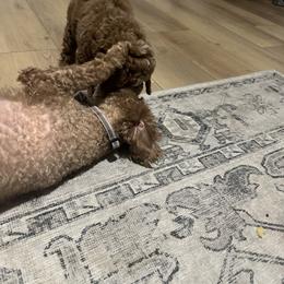 Labradoodle Puppies from California Double Doodles