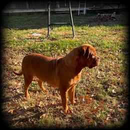 Fumi - Dogue de Bordeaux