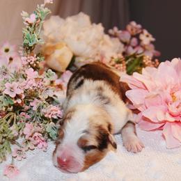 Australian Shepherd Puppies from Haulin' Auss Shepherds
