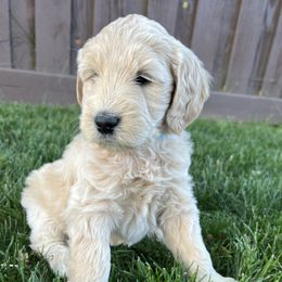 Goldendoodles from Dre's Doodles