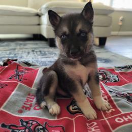 AKC Percival - Agouti and white male Siberian Husky puppy in Cedarville, Ohio from Evereve Kennels