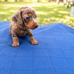 Sprout - AKC - Dapple male Dachshund puppy in Indian Trail, North Carolina from Hilda’s Teenie Weenies