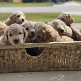 Goldendoodles from Marley & Co.