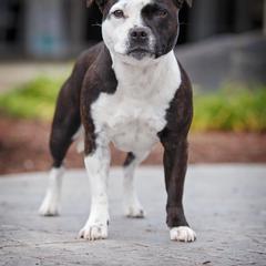 Twist - Staffordshire Bull Terrier