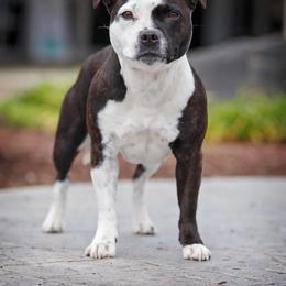 Twist - Staffordshire Bull Terrier