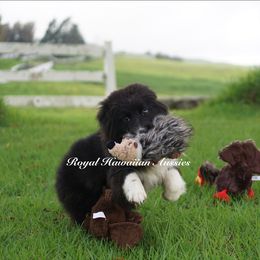 Collin - Black & white Miniature American Shepherd puppy in Kamuela On The Big Island, Hawaii from Royal Hawaiian Aussies LLC