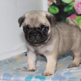 Juniper - Fawn male Pug puppy in Tuscola, Illinois from Dream on puppies