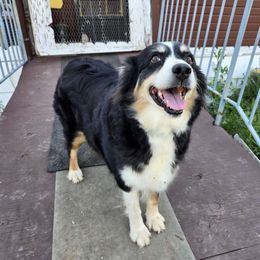 Jazz - Australian Shepherd
