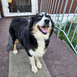 Jazz - Australian Shepherd