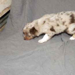 Australian Shepherd Puppies from 4 Aces Aussies