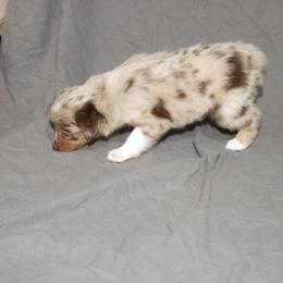 Australian Shepherd Puppies from 4 Aces Aussies