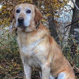 Labrador Retrievers from GetDown Kennels