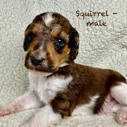 Squirrel - shaded sable parti - Parti male Poodle puppy in Peyton, Colorado from Fuzzybottoms Ranch LLC