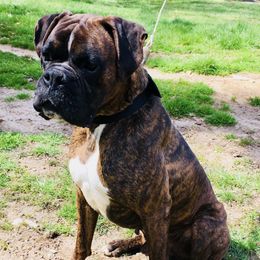 Boston Terriers, Boxers, and Companion Crosses from KD’s K9 Oasis