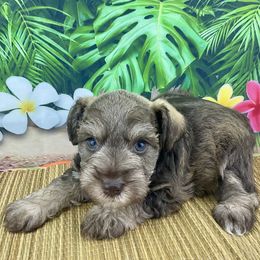 Zain - Liver male Miniature Schnauzer puppy in Sylvania, Georgia from Southern Sky Miniature Schnauzers